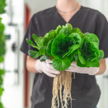 Hydroponic greens